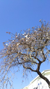 枝垂桜が咲いておりました