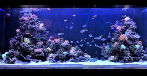 ついに”大型アクアリウム”設置決定！！