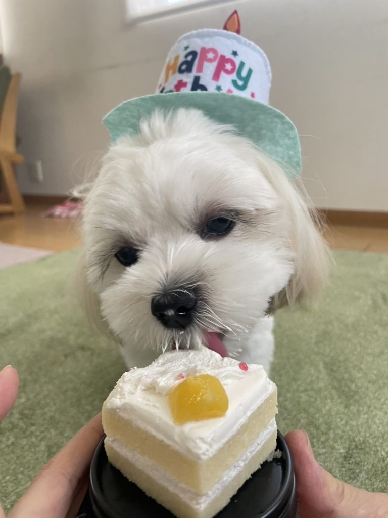 愛犬1歳の誕生日