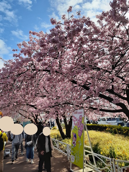 『三浦海岸　河津桜まつり』に行ってきました。