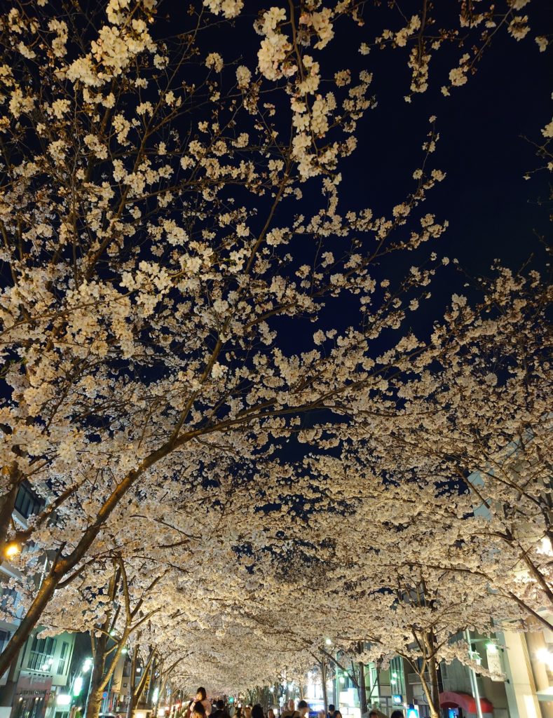 鎌倉の春