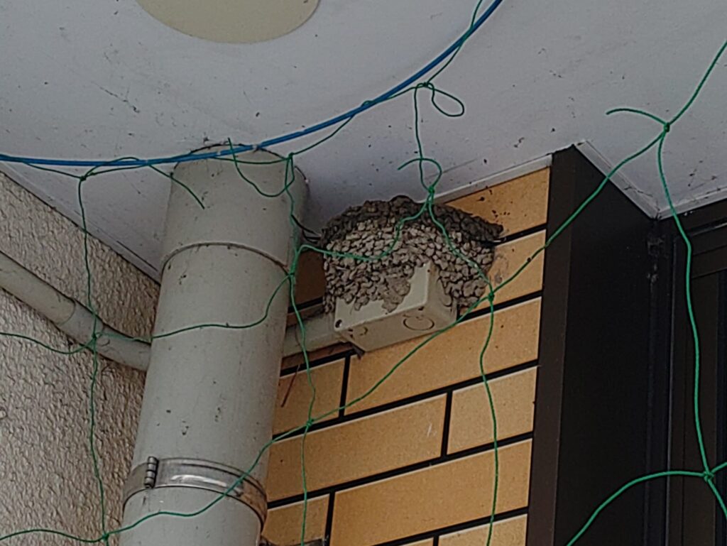 季節です